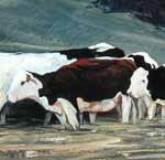 Cattle in Downland Black and whit cows grazing